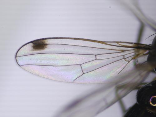 Sepsis fulgens